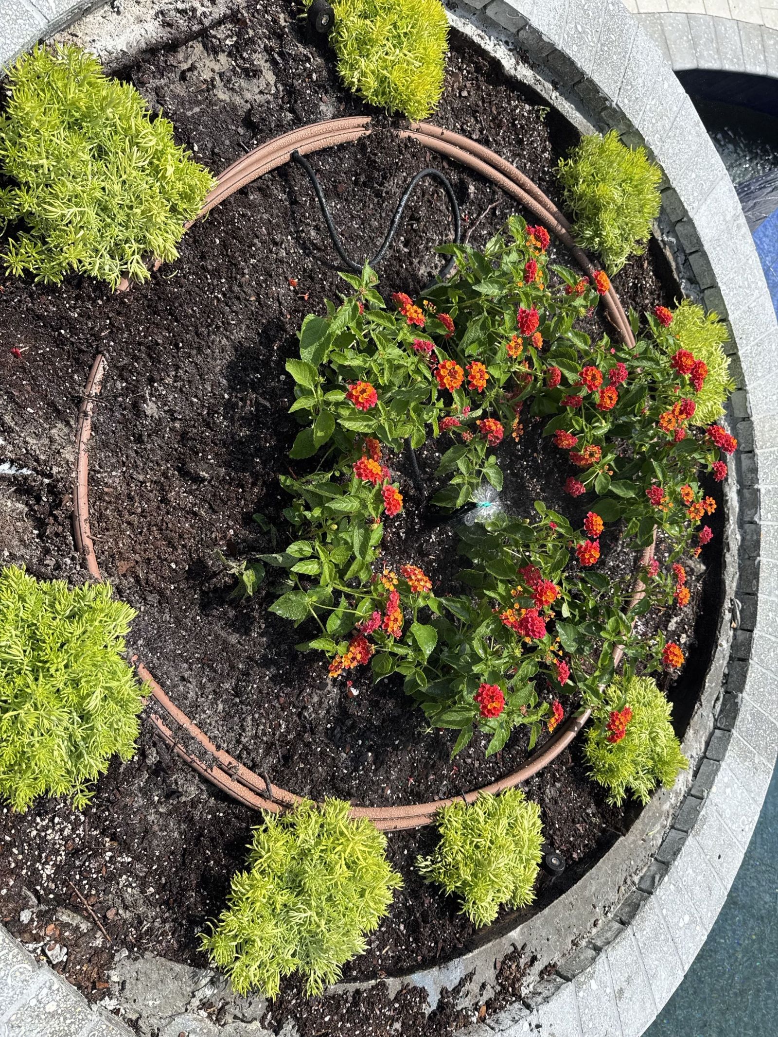 Micro emitters gently watering a planter full of red flowers