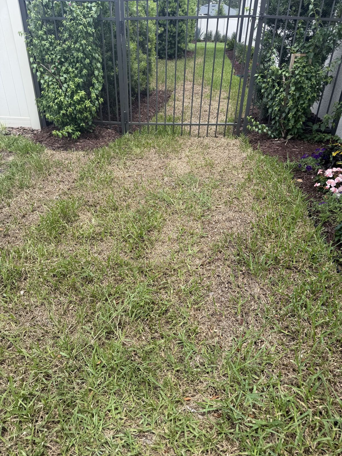 New sod browning in large patches beside a gate