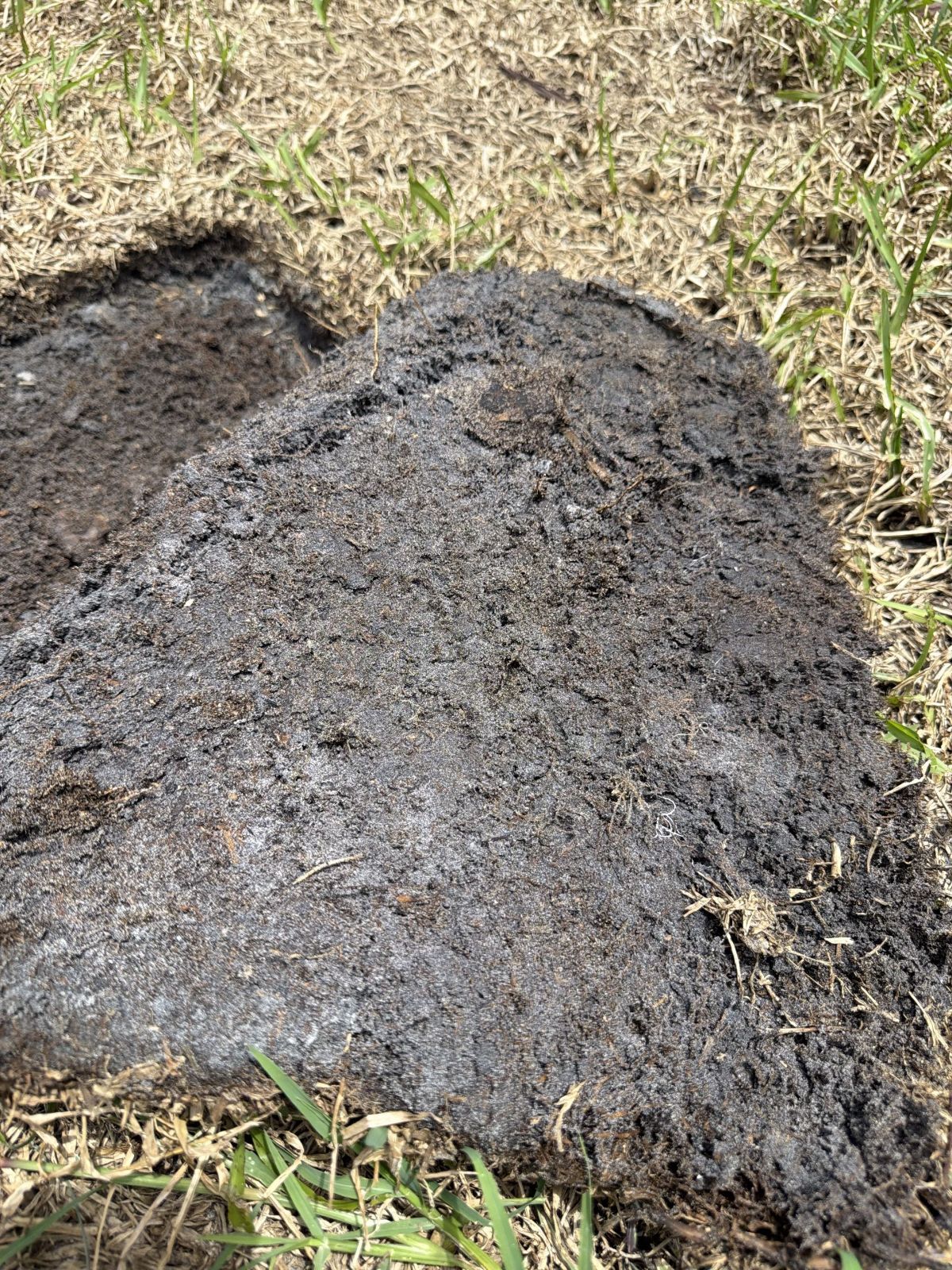 Underside of lifted sod showing no root development